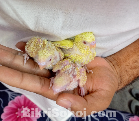 TameSize Burgigar Bird